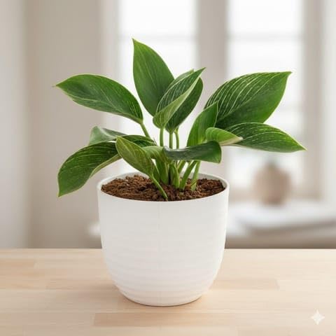 Bedroom Plants Gift Ready - Philodendron Birkin in 5 Inch White Avora Premium Plastic Planter - with Gift Bag-image-29