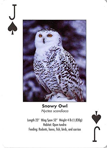 Snowy Owl gaming trading card Birds #SJ