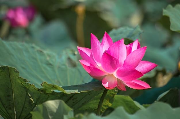 Image of PINK NELUMBO NUCLEAR. LOTUS. PODDO FLOWER PLANT)