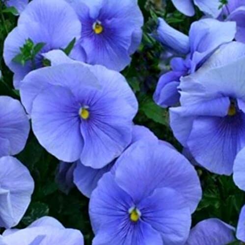 Blue Pansy Seeds Blue Viola Seeds Blue Pansies Heirloom Non-Gmo 50 Seeds #TOP14