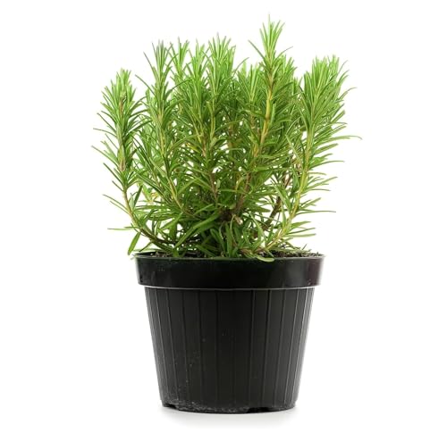 Image of Live Rosemary Plant Herbs and Medicine Plant for Home and Garden Organic Plant for Foods & Hair Herb Plant with 3 Inch Pot (ROSEMARY PLANT)