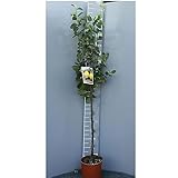 SAVINI VIVAI Peral Conference Plantas frutales Peral en maceta 22-24 cm 2-3 años Altura 130-150 cm