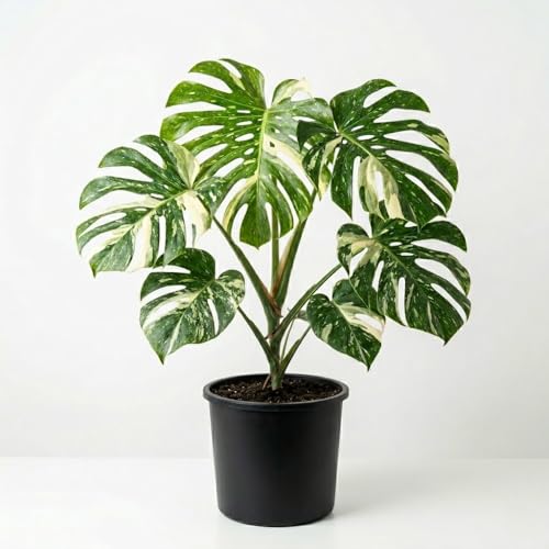 Monstera Plant Live Thai Constellation Monstera Live Plant Starter Seedlings from 4 to 6 Inches Tall for Indoor Houseplant Rare Variegated Leaves
