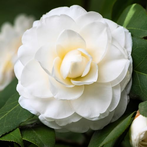 Colorful Camellia Japonica Live Plant White