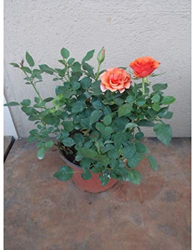 See full amazon price history chart for Live orange colour rose plant include pot Live orange colour rose plant include pot (B08FGBPF1B) Amazon Price History, Amazon Price Tracker