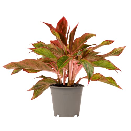 Plante d'intérieur de Botanicly - Aglaonème - Hauteur: 50 cm - Aglaonema Crete Cover