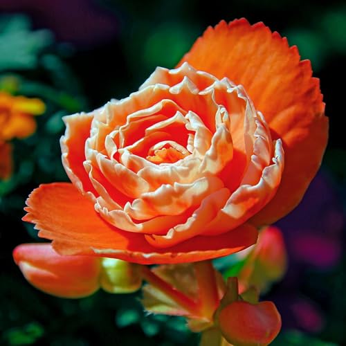 Begonia Double Orange - 5 Bulbes de Fleurs à Planter Exterieur - Plante Exterieur Jardin - Naturelle Plantes de Hollande (pas de graines, non artificielle)