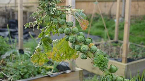 Golden Hills Farm High Yield Brussels Sprouts Long Island Exotic Kitchen Garden Packet 300+
