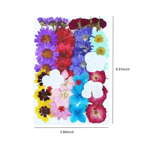 36 piezas de flores secas prensadas para manualidades y decoración miniatura 3