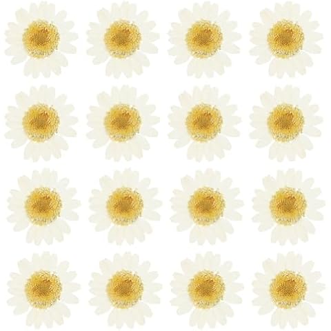 Fleurs Séchées PATIKIL 48 Pcs Cover