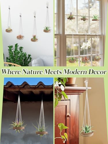Hanging Wooden Air Plant Holder