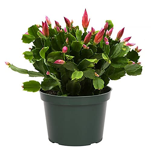 Pink Christmas Cactus in 6 inches Pot |Zygocactus|