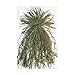 Beavertail Ghillie Grass Bundles, Green