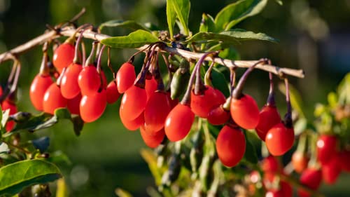 3 Red Goji Berry Plants Live For Planting 4 To 6 Inc #TOP2