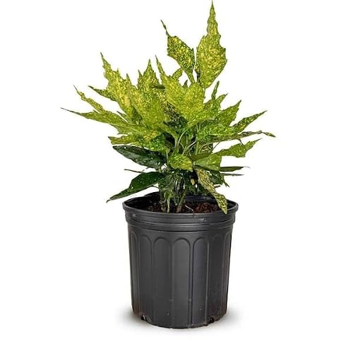 Gold Dust Aucuba set of 2 plants image