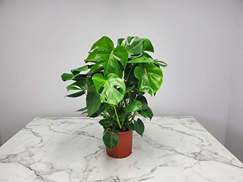 Monstera Deliciosa Plant - Swiss Cheese Split Leaf Philodendron Plant - Large Plant - Overall Height 24" to 28" - Tropical Plants of Florida