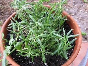 Amazon.co.jp: 植物種子 ローズマリー 種 50粒 : DIY・工具・ガーデン
