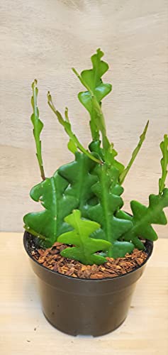 Rare Fishbone Cactus ,Epiphyllum Anguliger RIC Rac Cactus ,Zig Zag Cactus -4" Pot Rare Fishbone Cactus ,Epiphyllum Anguliger RIC Rac Cactus ,Zig Zag Cactus -4" Pot