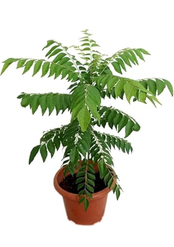 Image of Krishna /Shyama Tulsi Live Plant with Pot | Black Holy Basil Medicinal Ayurvedic Plant | Sacred Pooja Plant for Home Temple Balcony Garden Indoor Outdoor | (KADI PATTA)