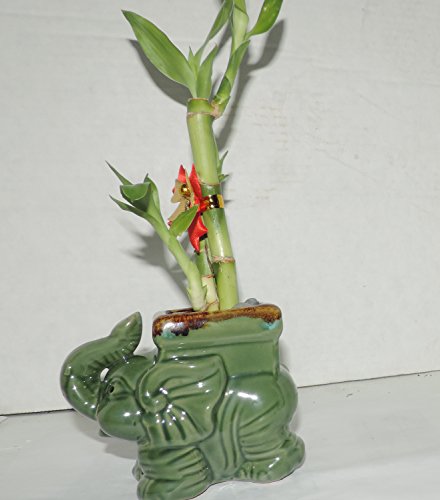 Jmbamboo- Live 3 Style Lucky Bamboo Plant Arrangement With Ceramic Elephant Vase #TOP4