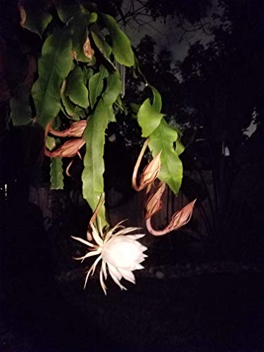 2 pcs 8' - 10' Cuttings Queen of The Night