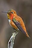  Hummingbird Journal: A 120 Page 6X9 Blank Lined Notebook / Journal Gift For Hummingbird Lovers , Bird Watchers and More (Hummingbirds Vol)