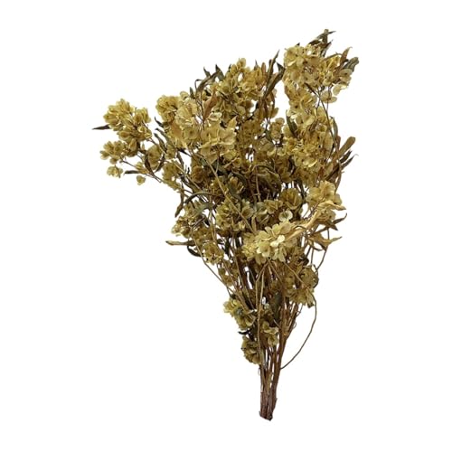 Bouquet de flores secas Dodonaea Viscosa 40-60 cm miniatura 7