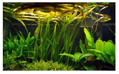 Lot Vallisneria gigantea plantes aquarium