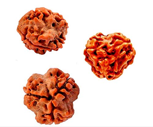 Raviour Lifestyle Raviour Rudraksha 100% Natural and Original Rare Teen 3 Mukhi Rudraksha Three Face Rudraksha Sinks in Water with Lab Test Certificate 4 4111VqmZFyL
