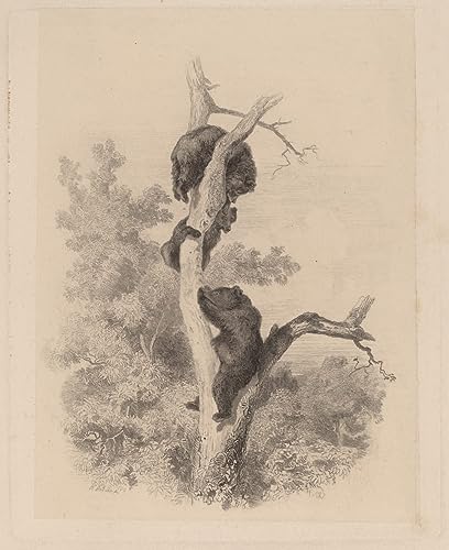 Impression d'affiches Karl Bodmer sur toile pour sublimer un mur vide et triste 60x90