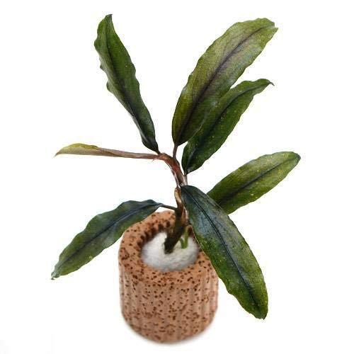 Amazon.co.jp: （水草）ライフマルチ（茶）ブセファランドラsp