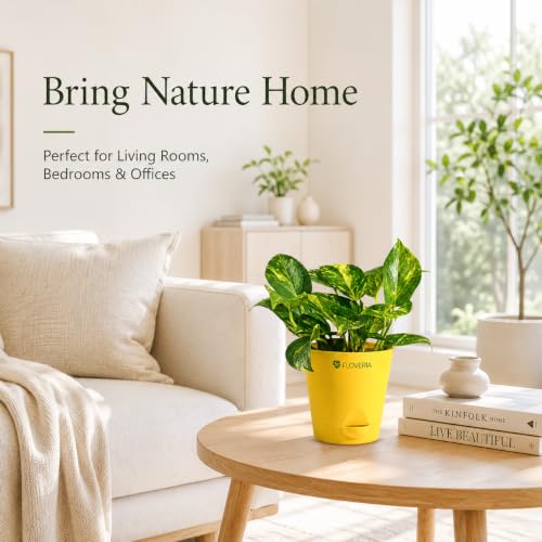 Image of Money Plant Indoor Live Plant with Pot | Low Maintenance Live Plants Indoor | Air Purifying Real Plant for Home, Office & Bathroom | Home Decor Plant | Self Watering Indoor Plant