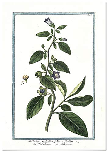 Panorama Póster Ilustración Botánica Belladona 21x30cm - Impreso en Papel 250gr - Láminas para Enmarcar - Cuadros Decoración Salón - Cuadros Botánica - Cuadros de Plantas Cover
