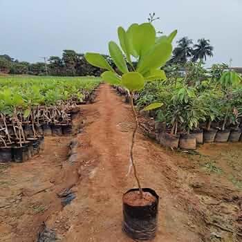 Image of All-Time12 Months Hybrid Grafted Guti Kolom Live Fruit Plant Original & Authentic Organic for Outdoor Fast-Growing Fruit Plant Home Pack Of-1 (Kaju(Cashew) Dry Fruit Plant Pack of-2, Medium)