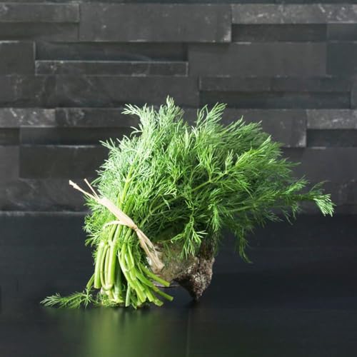 10 piezas semillas de eneldo organicas perennes resistentes semillas eneldo del jardín decoración del balcón bonsái