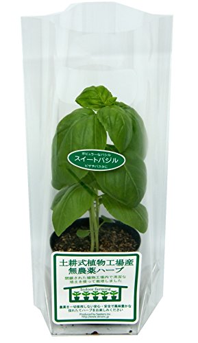シーカーズ 土耕式植物工場産無農薬ハーブ スイートバジル 7 5ｃｍポット ３本植えのレビュー 口コミとして参考になる投稿3枚 Roomclip ルームクリップ
