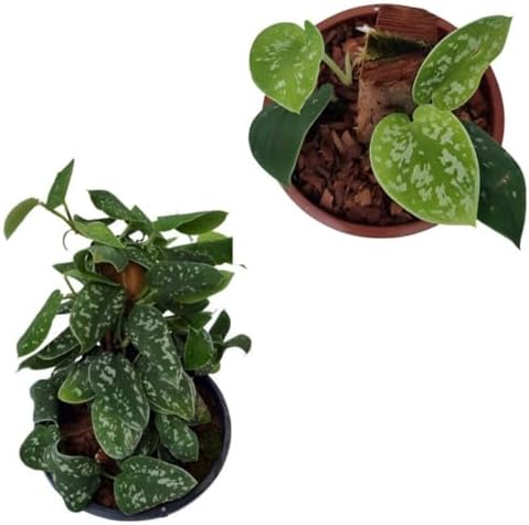 Muda Jiboia Prateada Scindapsus Pictus Planta Rara Natural