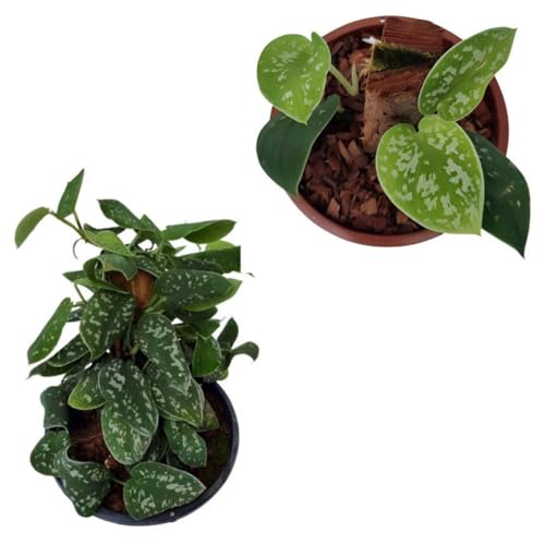 Muda Jiboia Prateada Scindapsus Pictus Planta Rara Natural