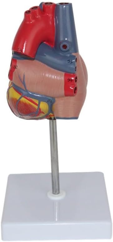 人間の心臓モデル、医学教育用の2部構成の実物大心臓解剖モデル、正確