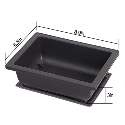 Review de Comprar suculentas los 10 mejores. 25 Imagen adicional