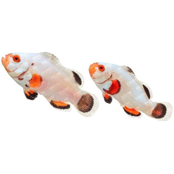 2 Platinum Clownfish – Tank Bred, Reef Safe Live Saltwater Aquarium Fish – Peaceful Pair for Marine or Reef Tanks – Captive-Raised and Beginner Friendly
