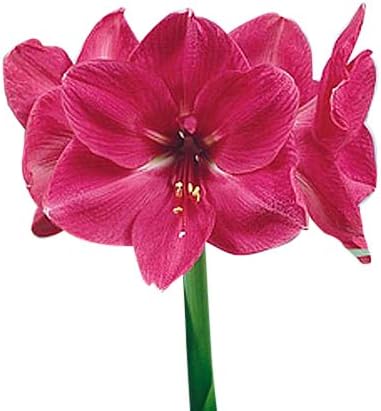 Hercules AmaryllisGorgeous Pink Jumbo foco