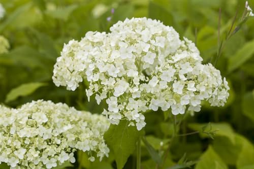 Hydrangea arborescens 'Lime Rickey' 100–125 cm – Winterhart, Mehrjährig, Pflegeleicht – Wald-Hortensie – Zierstrauch für Garten & Beet
