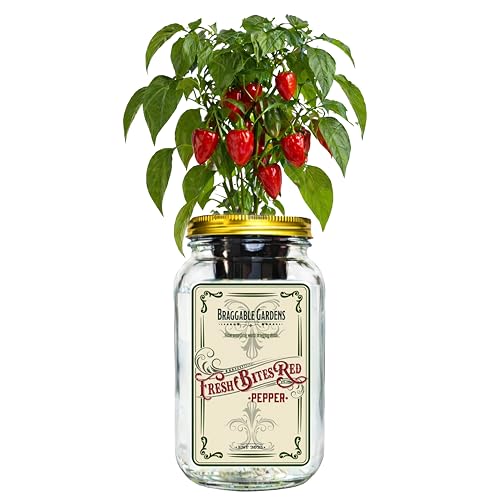 Braggable Gardens Fresh Bites Red Mini Bell Pepper Indoor Garden Kit – Mason Jar Hydroponic Pepper Grow Kit – Windowsill Countertop Pepper Planter – Grow Sweet Peppers Indoors