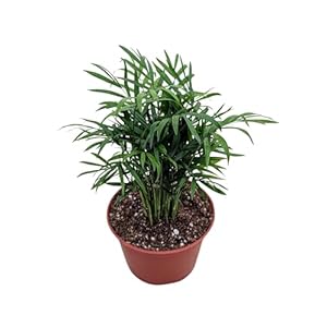 Live Parlor Palm Plant in 6 Inch Po...
