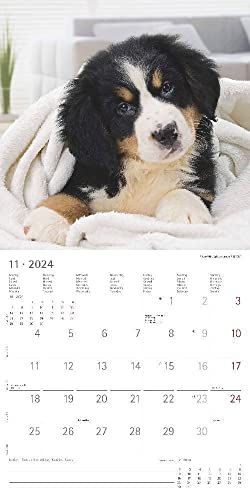 Hunde 2024 - Broschürenkalender 30x30 cm (30x60 geöffnet) - Kalender mit Platz für Notizen - Dogs - Bildkalender - Wandkalender - Hundekalender