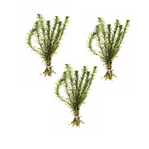3X Anacharis Elodea Densa Easy Live Aquarium Plants for Aquatic Freshwater Fish Tank