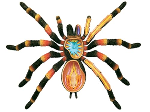 Modèle anatomique Spider 4D AMITD avec 33 pièces pour étude