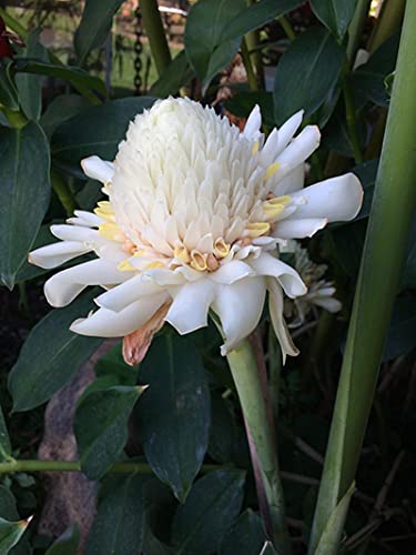 Green Brigade Torch Ginger White (B09KGBZPBR) Amazon Price History, Amazon Price Tracker