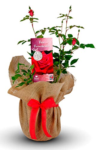 Remembrance Rose Bush Gift Wrapped Plant - Say GoodBye To A Loved One With Memorial Rose Plant - Potted Garden Red Rose Bush